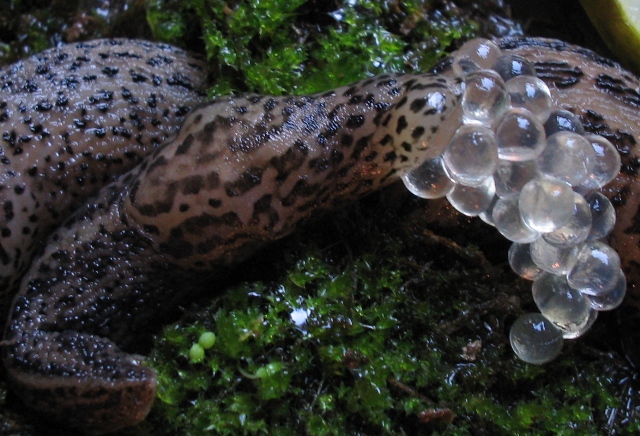 Limax maximus che depone le uova (Monteveglio - BO)